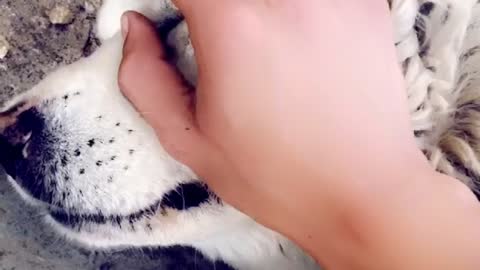 adorable dog sweet reaction