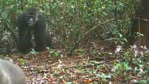 Gorilla