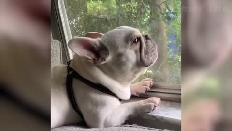 Cat &amp; Dog -Funniest Dogs and
