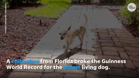 World's oldest living dog breaks Guinness World record