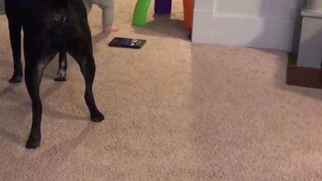 The dog makes some movements to make the child laugh and play with him