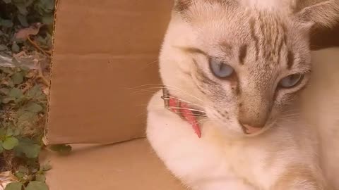 Gata tigresa na caixa