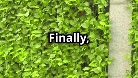 Building A Vertical Garden
