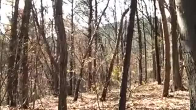 Ghost In The Jungle
