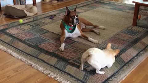 French bulldog tries to cheer up boxer buddy
