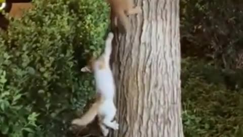 Hilarious Cat Moments Compilation | Funny Pets