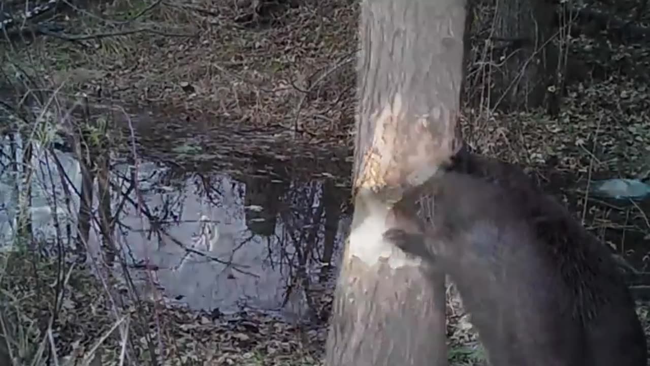 Beavers have got strong teeth Damn!! 🦾