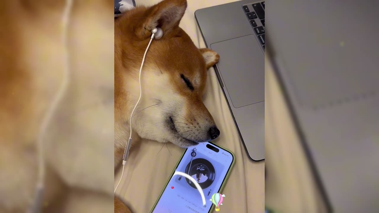 Jay Chou's song, even dogs will emo after listening to it