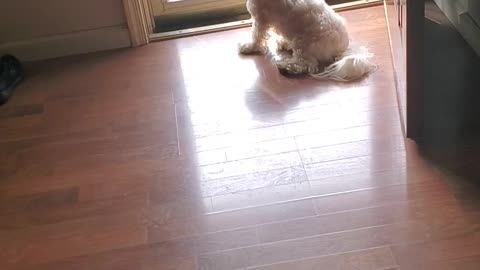 First Time my puppies seeing a garbage truck.