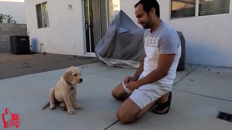 Labrador Puppy Learning and Performing Training Commands _ Dog Showing All Training Skills PART 1