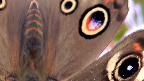 Entomology and Insects - Common Buckeye Butterfly #insects #insectdiversity #butterfly #lepidoptera