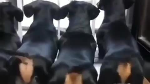 Training Dog dance and audio funny video