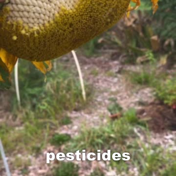 We Should All Grow Our Own Sunflowers