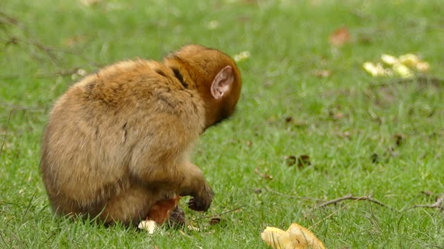 A brown baby monkey eating bread