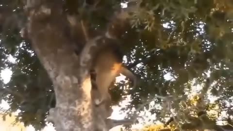 big mistake leopard in when risking her life...