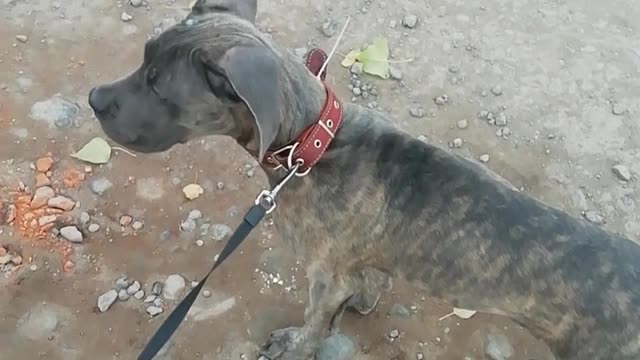 Dog walks for the first time sees the fall of Cane Corsa