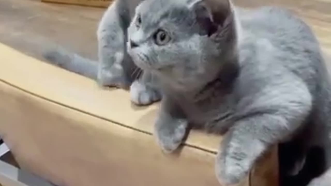 funny kitten