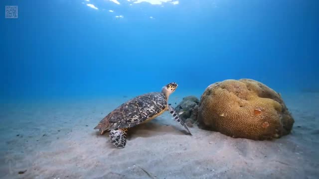 TURTLE PARADISE video 2 - a Nature Relaxation Underwater Ambient