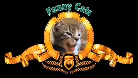 Funny cats mama