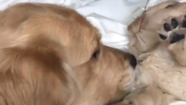 Two dogs are on the bed.