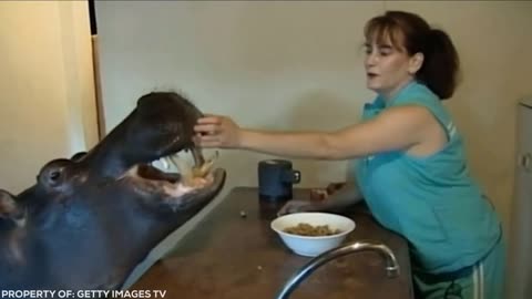 Lion Sees Her Adoptive Dad After 7 Years...