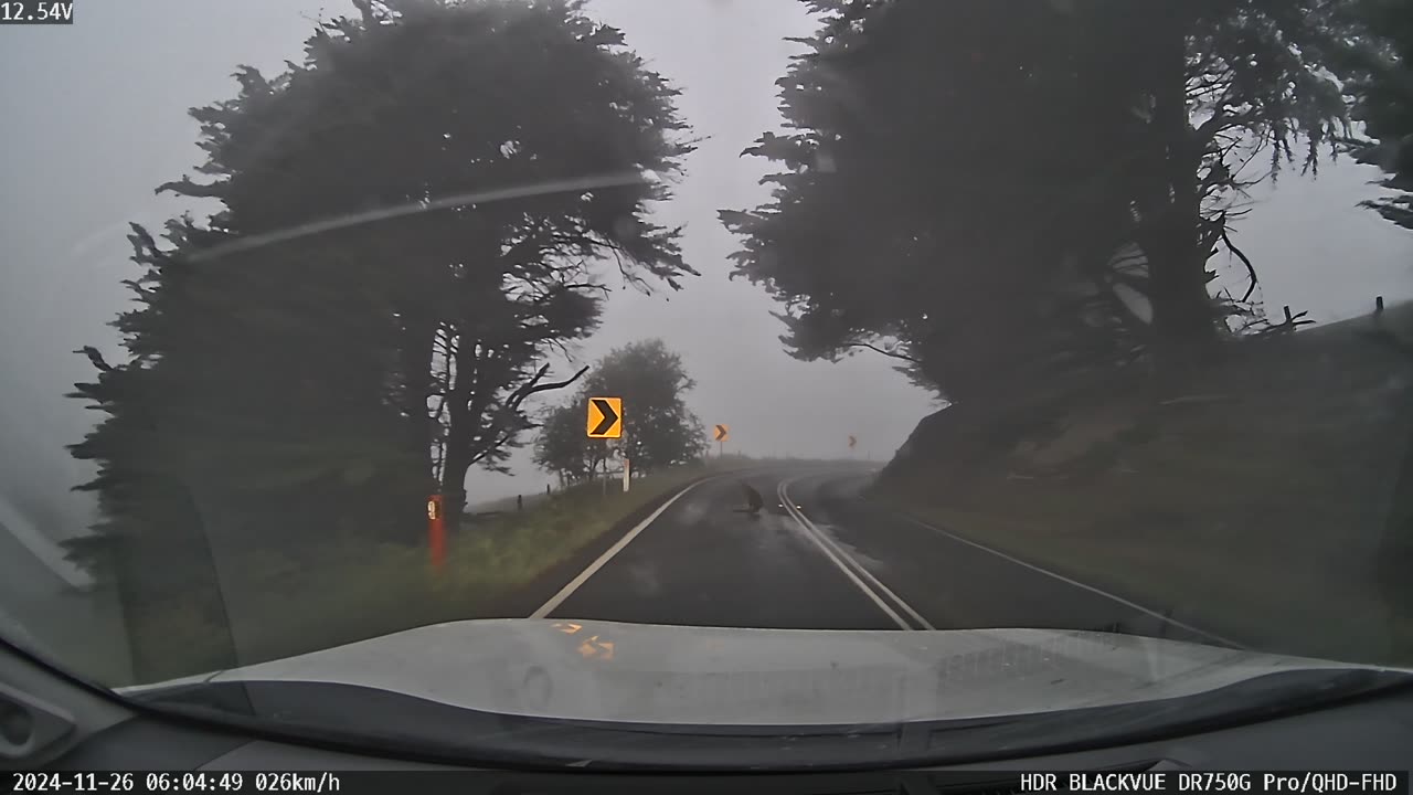 Kangaroo Keeps Me Company on My Foggy Morning Commute