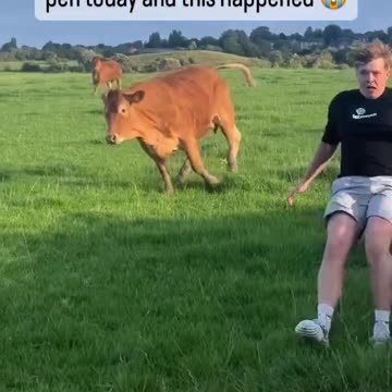 Cow Chase