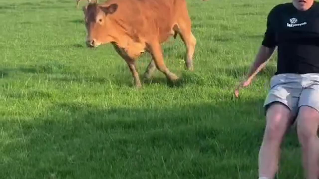 Cow Chase