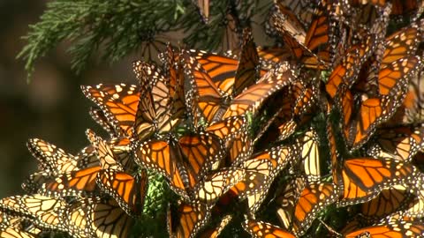 Butterflies In Cypress Tree