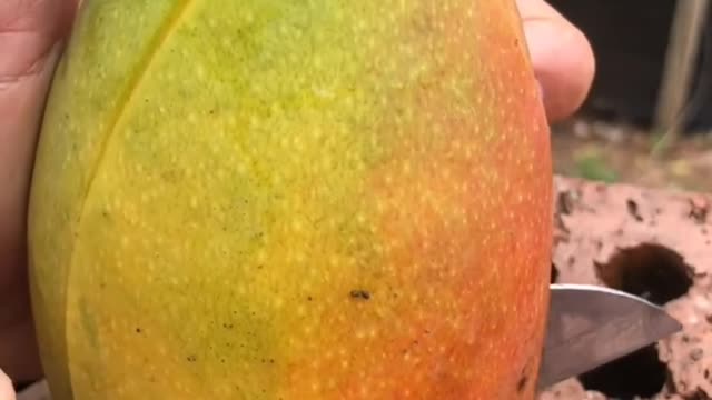 Fruits Video Farm Fresh Ninja Fruit Cutting Satisfying Fruit | Amazing Fruits Video #fruits #short