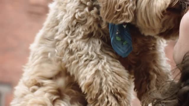 cute puppies funny videos Compilation #1