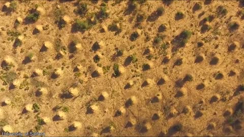 Termites Build Colony Larger than England