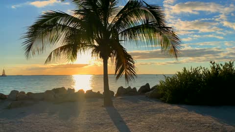 The Waving Palm in the Sunset