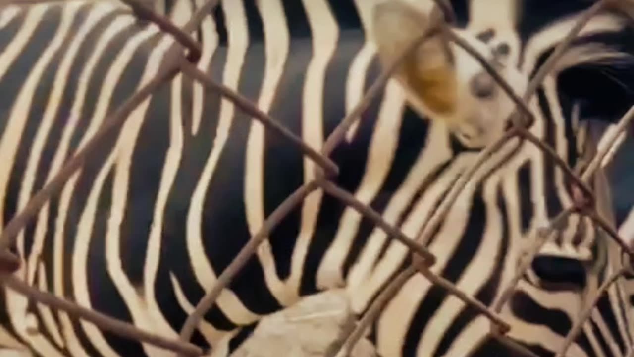 Zebra heroic animal|Beautiful animal|Explored the Wild animals in zoo