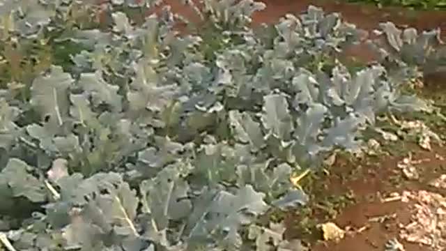 My cauliflower vegetable garden