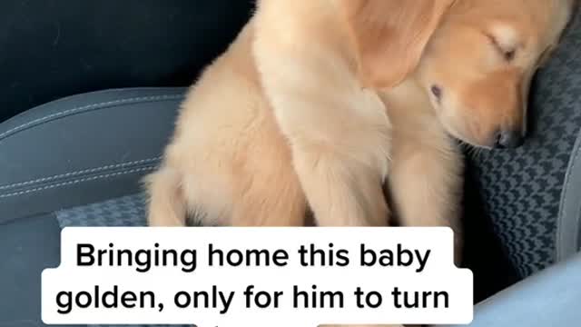 Dog crying to go home (funny)