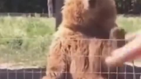 Funny animals video