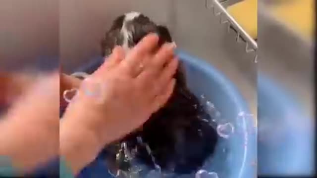 Cute and funny dog video, animal funny video 😁😁😁