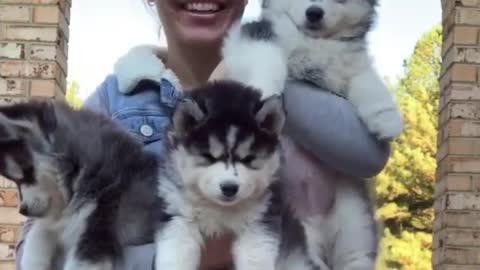 The most beautiful dogs! | Fluffy Husky Puppies Compilation