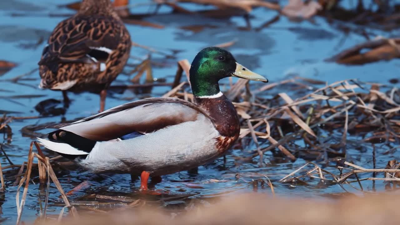 The mallard Anas platyrhynchos is a dabbling duck