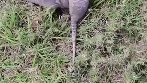 Wildlife# wild animal# entertainment # funny videos