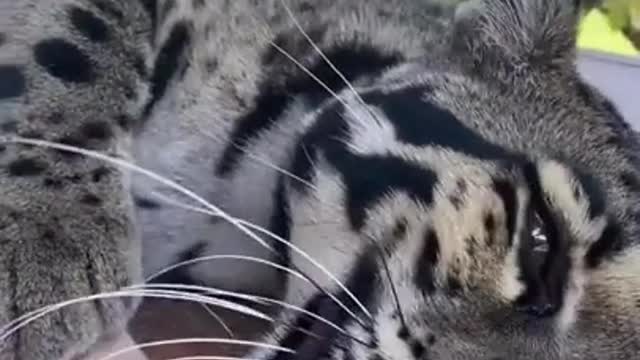 A leopard and his beloved man, watch and admire.