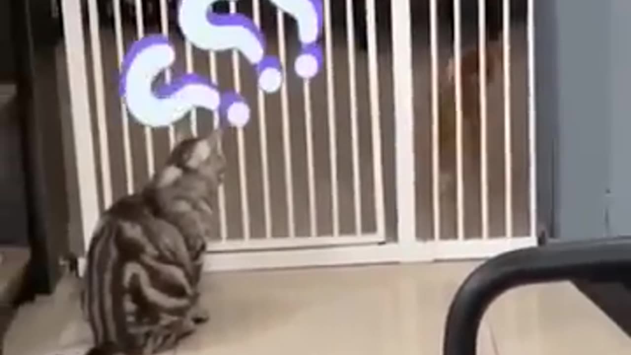 Funniest Cats and Dogs 🐶🐱 | Funny Animal Videos #9