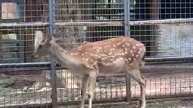 Lovely Sika Deer