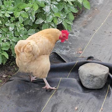 OMC! Bug hunting and beak cleaning! #chickens #hens #orpington #chickenlife #beak #cleaning #shorts