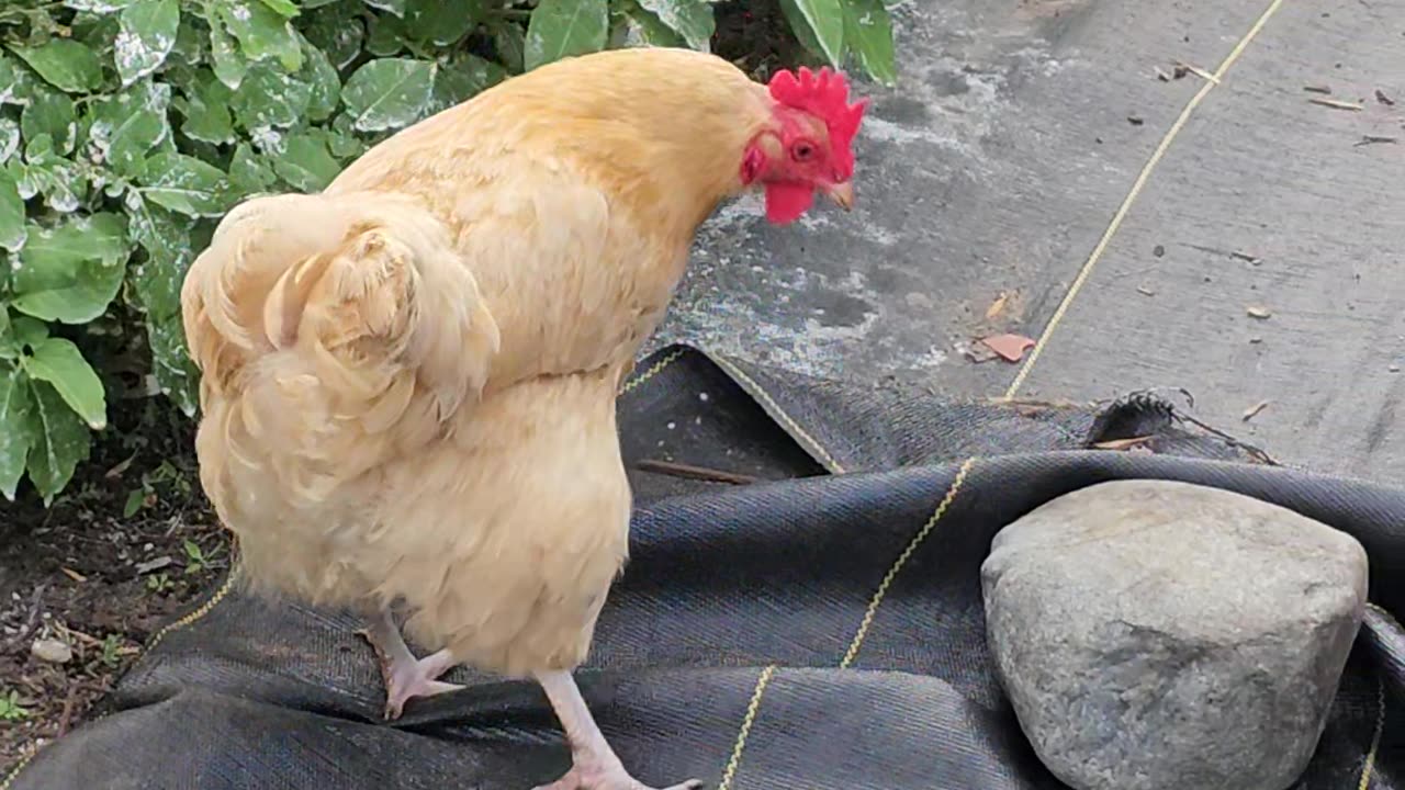 OMC! Bug hunting and beak cleaning! #chickens #hens #orpington #chickenlife #beak #cleaning #shorts