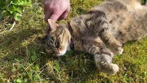 My sister Jade cat being cute and laying on her back in the sun