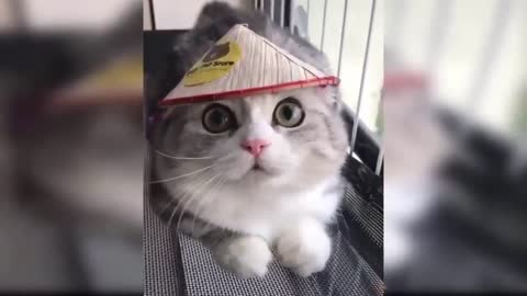 Funny cats 🐈