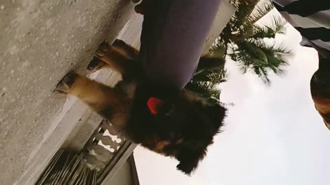 Fany Dog
