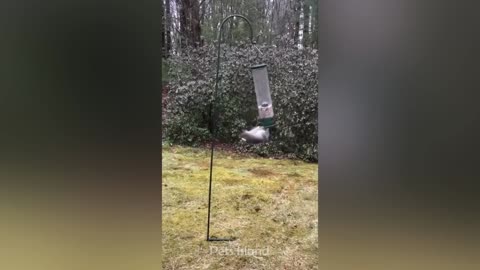 Funny monkey video